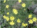 coreopsis
